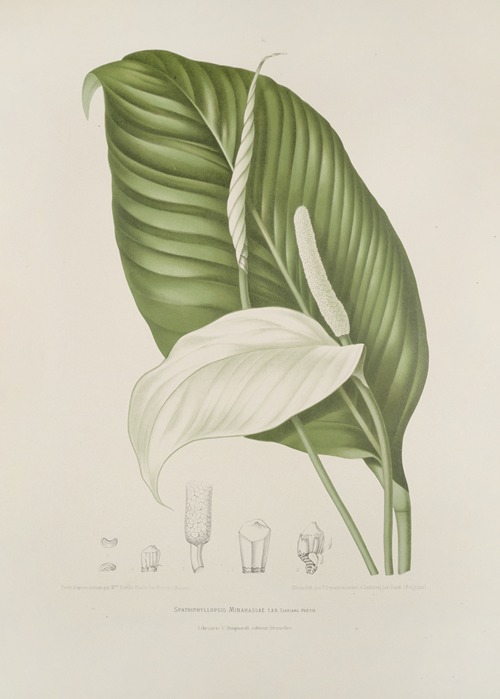 Fleurs, fruits et feuillages choisis de l’ille de Java Pl.14