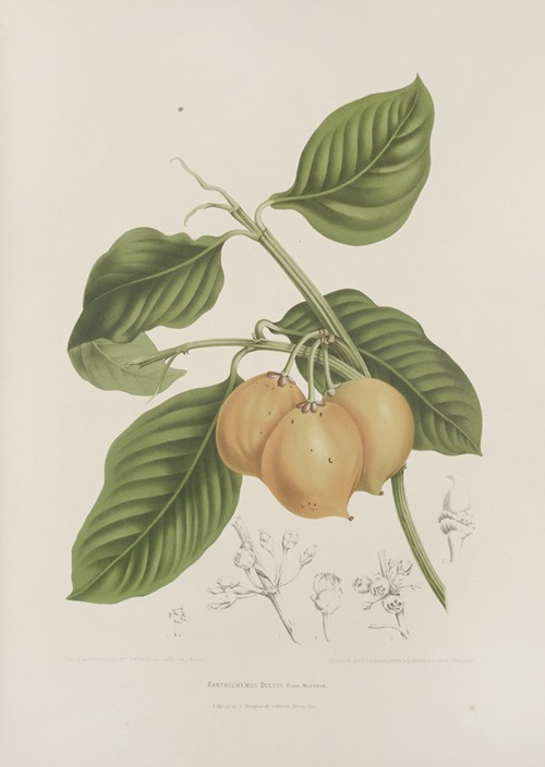 Fleurs, fruits et feuillages choisis de l’ille de Java Pl.15