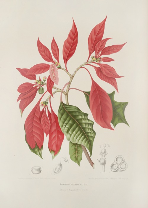 Fleurs, fruits et feuillages choisis de l’ille de Java Pl.17