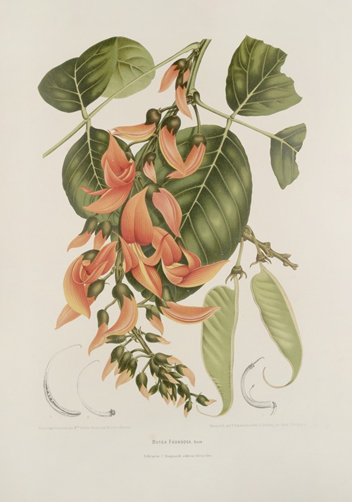 Fleurs, fruits et feuillages choisis de l’ille de Java Pl.18