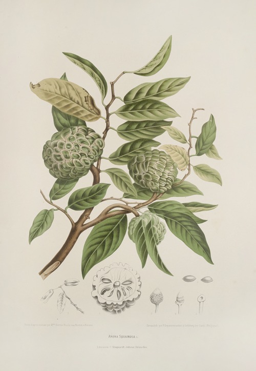 Fleurs, fruits et feuillages choisis de l’ille de Java Pl.19