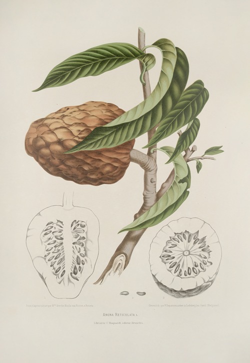 Fleurs, fruits et feuillages choisis de l’ille de Java Pl.20