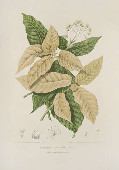 Fleurs, fruits et feuillages choisis de l’ille de Java Pl.21