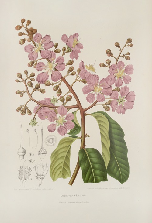 Fleurs, fruits et feuillages choisis de l’ille de Java Pl.22