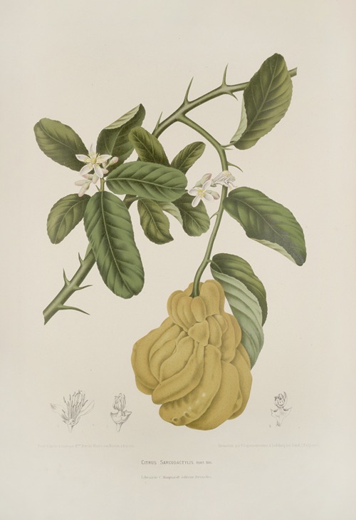 Fleurs, fruits et feuillages choisis de l’ille de Java Pl.23