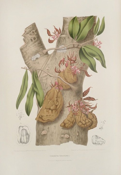 Fleurs, fruits et feuillages choisis de l’ille de Java Pl.24