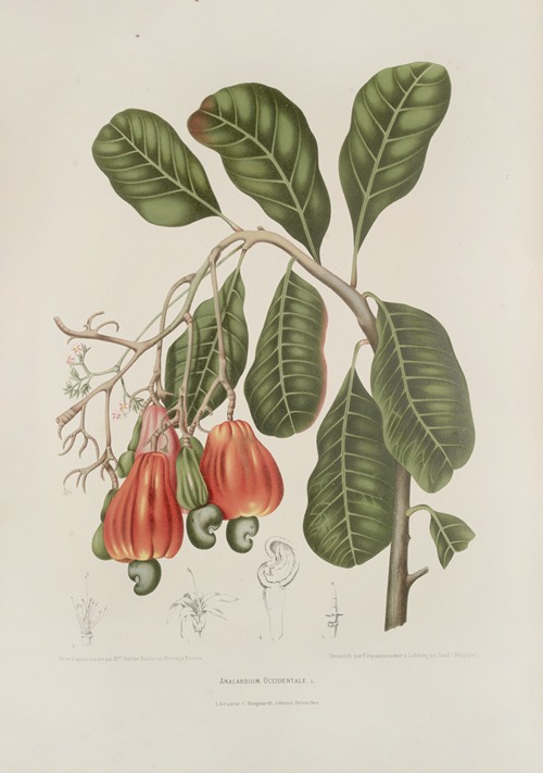 Fleurs, fruits et feuillages choisis de l’ille de Java Pl.27