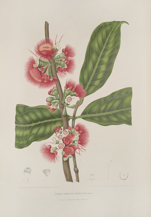 Fleurs, fruits et feuillages choisis de l’ille de Java Pl.29