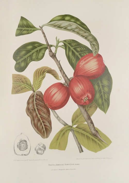 Fleurs, fruits et feuillages choisis de l’ille de Java Pl.30