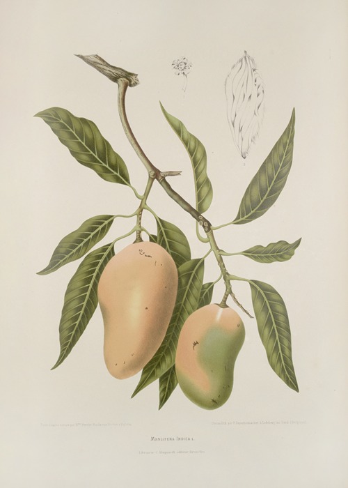 Fleurs, fruits et feuillages choisis de l’ille de Java Pl.31