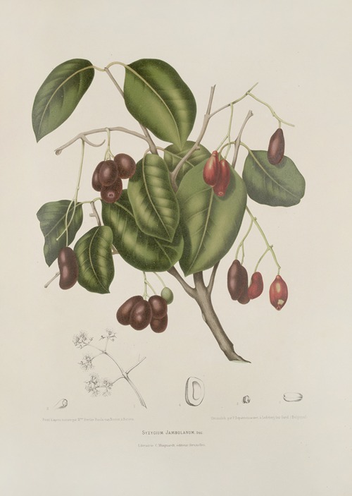 Fleurs, fruits et feuillages choisis de l’ille de Java Pl.32
