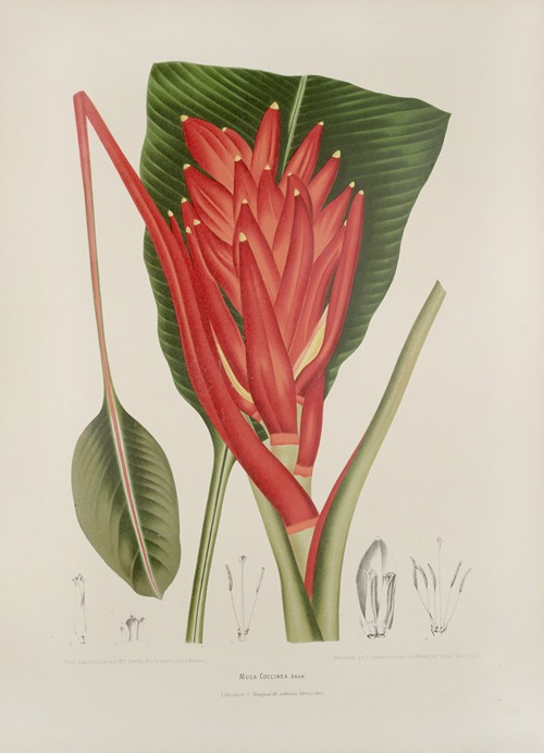 Fleurs, fruits et feuillages choisis de l’ille de Java Pl.33