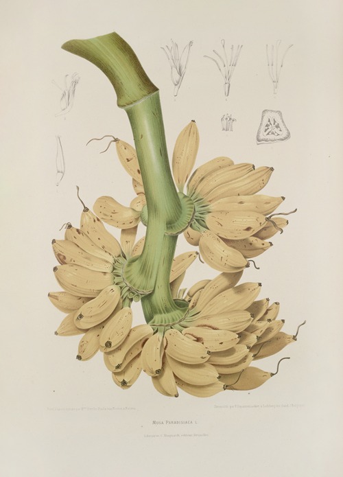 Fleurs, fruits et feuillages choisis de l’ille de Java Pl.34