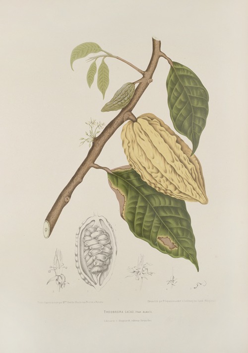 Fleurs, fruits et feuillages choisis de l’ille de Java Pl.35