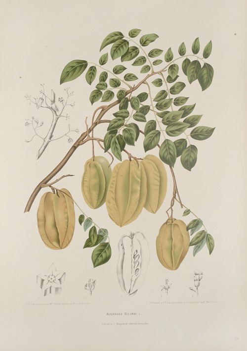 Fleurs, fruits et feuillages choisis de l’ille de Java Pl.36