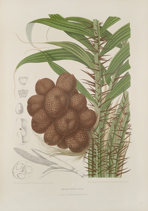 Fleurs, fruits et feuillages choisis de l’ille de Java Pl.38