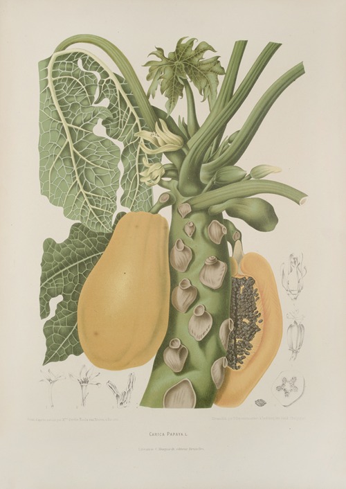 Fleurs, fruits et feuillages choisis de l’ille de Java Pl.40