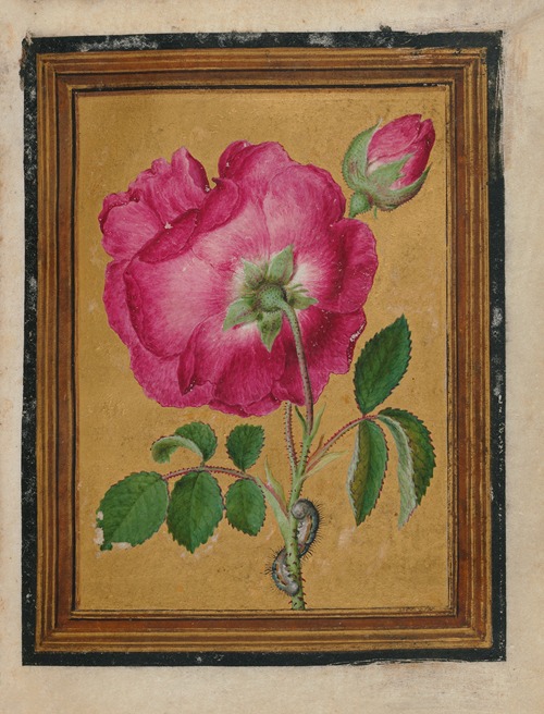 Paintings of Flowers, Butterflies, and Insects Pl.3