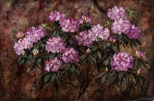 Rododendrony