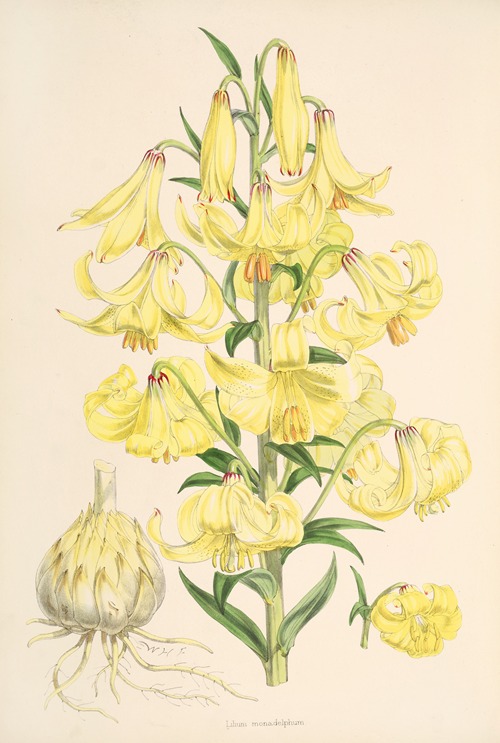 A monograph of the genus Lilium - Artvee