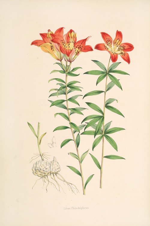 A monograph of the genus Lilium - Artvee