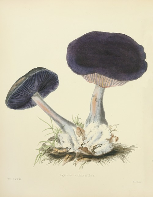 Illustrations of British mycology - Artvee