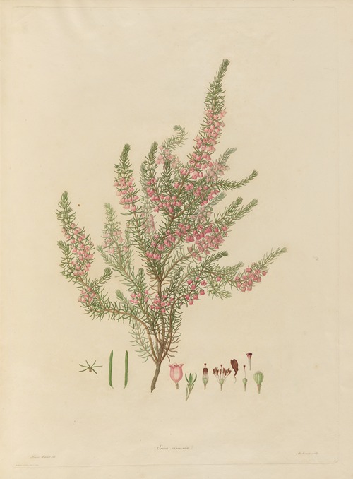 Delineations of exotick plants cultivated in the Royal gardens at Kew Pl.01