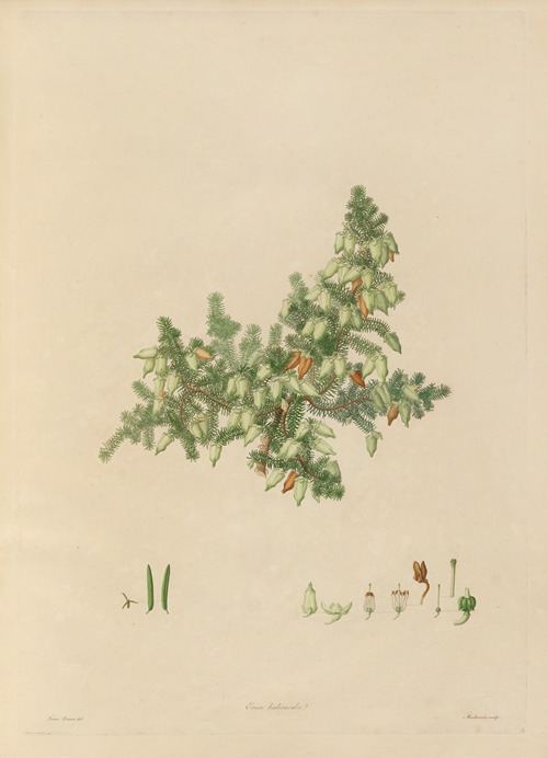 Delineations of exotick plants cultivated in the Royal gardens at Kew Pl.02