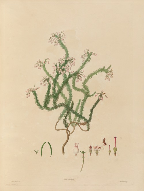 Delineations of exotick plants cultivated in the Royal gardens at Kew Pl.03