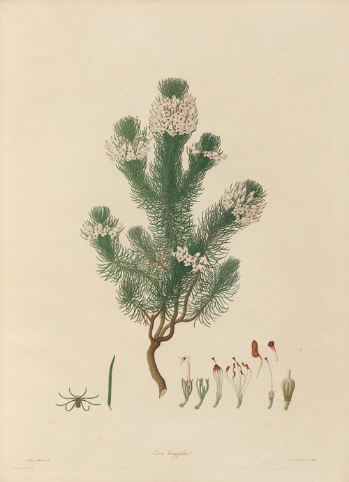 Delineations of exotick plants cultivated in the Royal gardens at Kew Pl.04