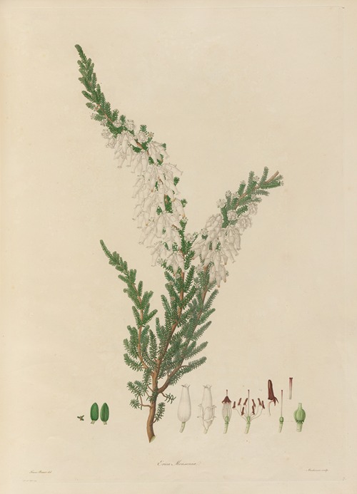 Delineations of exotick plants cultivated in the Royal gardens at Kew Pl.07
