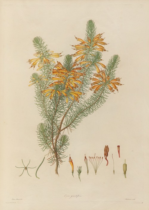 Delineations of exotick plants cultivated in the Royal gardens at Kew Pl.08