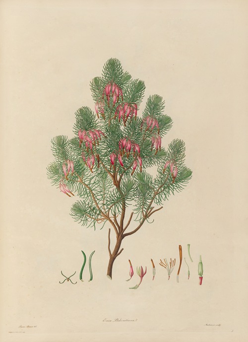 Delineations of exotick plants cultivated in the Royal gardens at Kew Pl.09