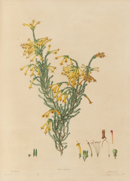 Delineations of exotick plants cultivated in the Royal gardens at Kew Pl.12
