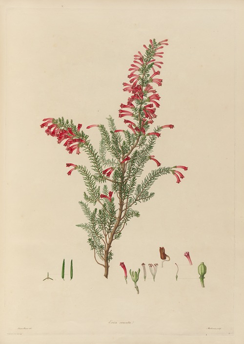 Delineations of exotick plants cultivated in the Royal gardens at Kew Pl.13