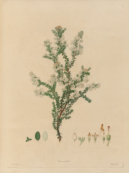 Delineations of exotick plants cultivated in the Royal gardens at Kew Pl.14