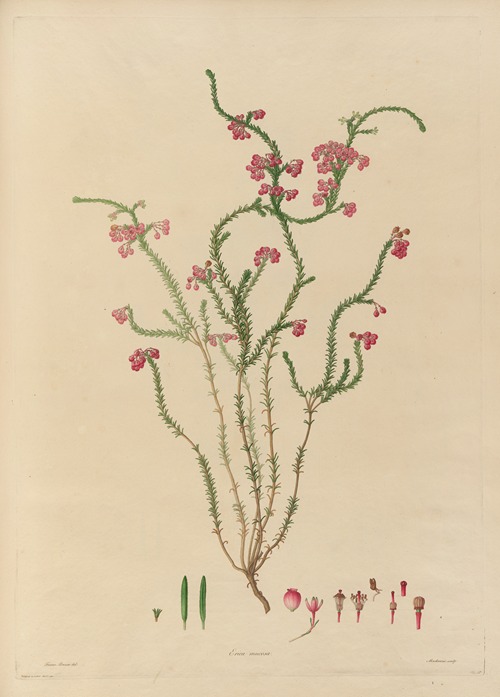 Delineations of exotick plants cultivated in the Royal gardens at Kew Pl.15