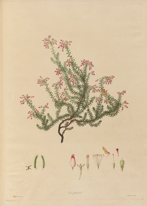 Delineations of exotick plants cultivated in the Royal gardens at Kew Pl.17