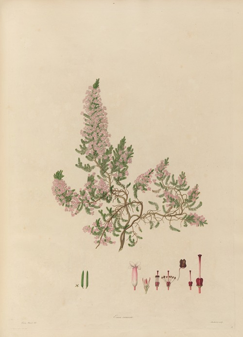 Delineations of exotick plants cultivated in the Royal gardens at Kew Pl.18