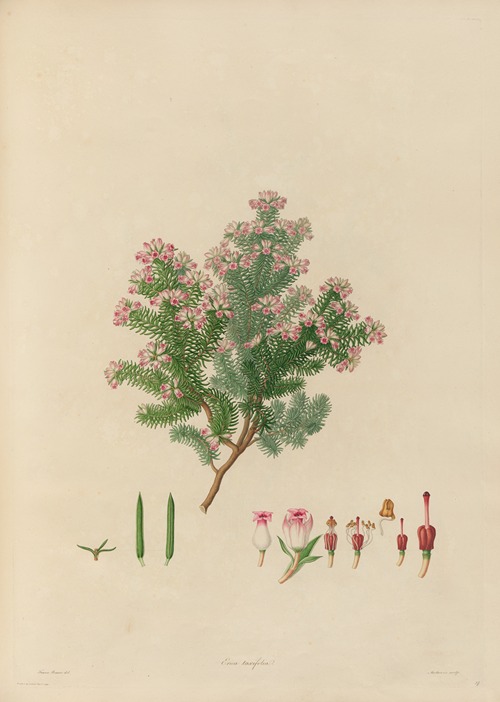 Delineations of exotick plants cultivated in the Royal gardens at Kew Pl.19