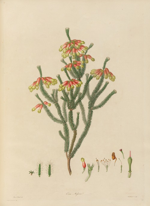 Delineations of exotick plants cultivated in the Royal gardens at Kew Pl.20
