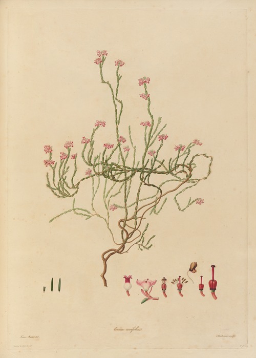 Delineations of exotick plants cultivated in the Royal gardens at Kew Pl.21