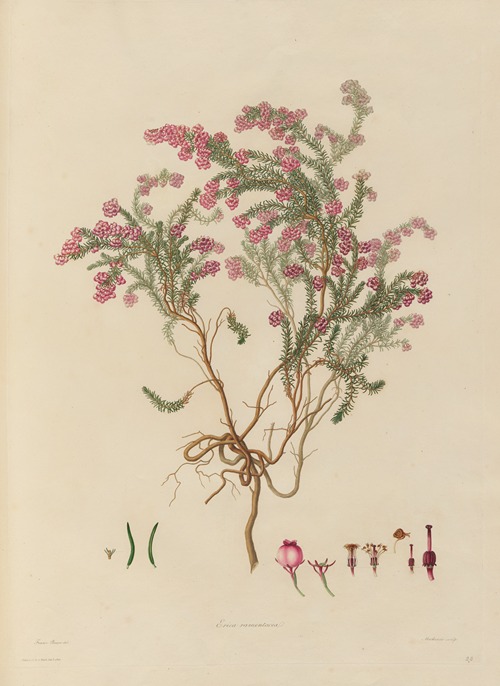 Delineations of exotick plants cultivated in the Royal gardens at Kew Pl.23
