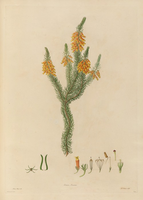Delineations of exotick plants cultivated in the Royal gardens at Kew Pl.24