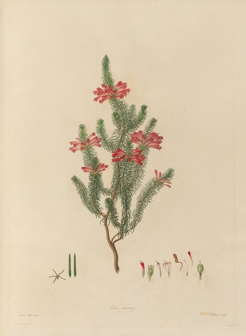 Delineations of exotick plants cultivated in the Royal gardens at Kew Pl.25