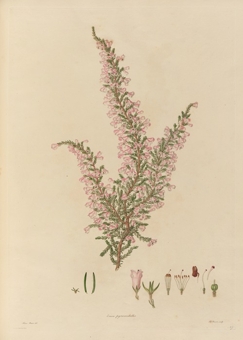 Delineations of exotick plants cultivated in the Royal gardens at Kew Pl.27