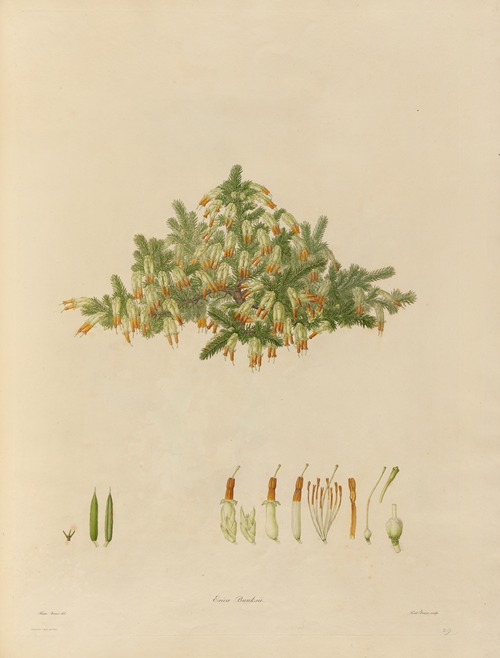 Delineations of exotick plants cultivated in the Royal gardens at Kew Pl.29