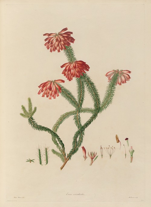 Delineations of exotick plants cultivated in the Royal gardens at Kew Pl.30
