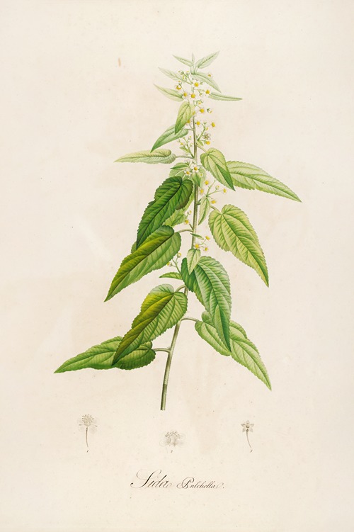 Description des plantes rares cultivees a Malmaison et a Navarre Pl.02