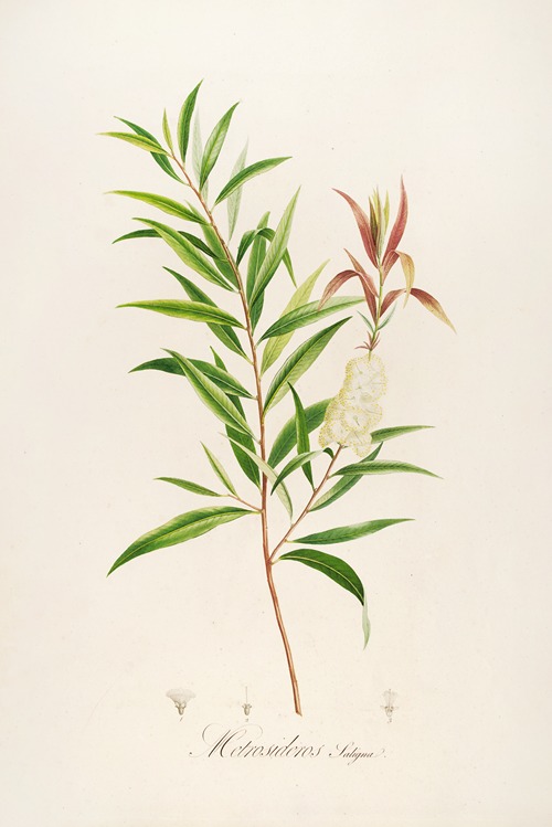 Description des plantes rares cultivees a Malmaison et a Navarre Pl.04